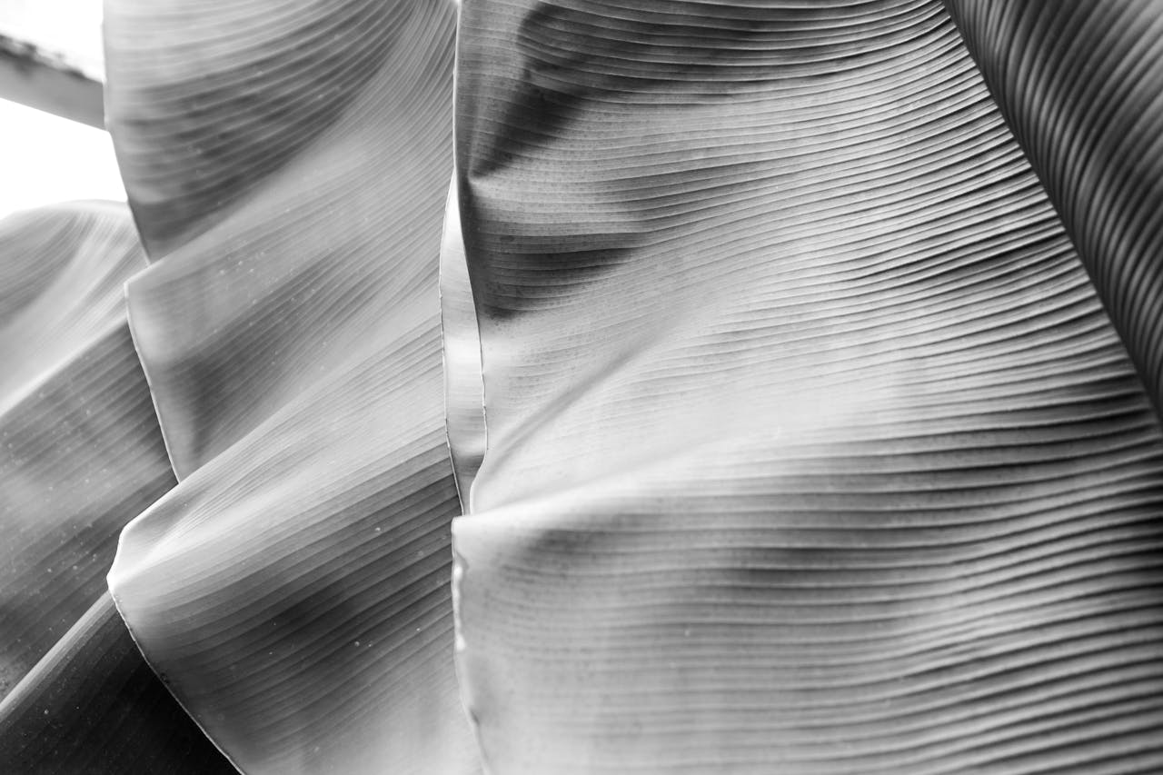 Artistic black and white close-up photo of banana leaves with textured patterns.